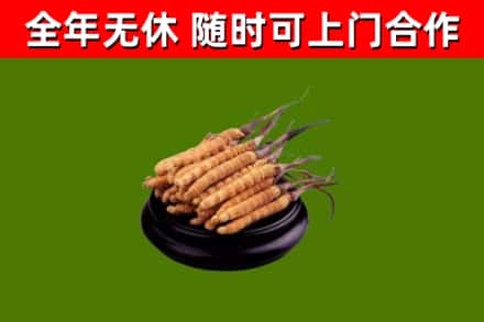 屯昌回收散虫草